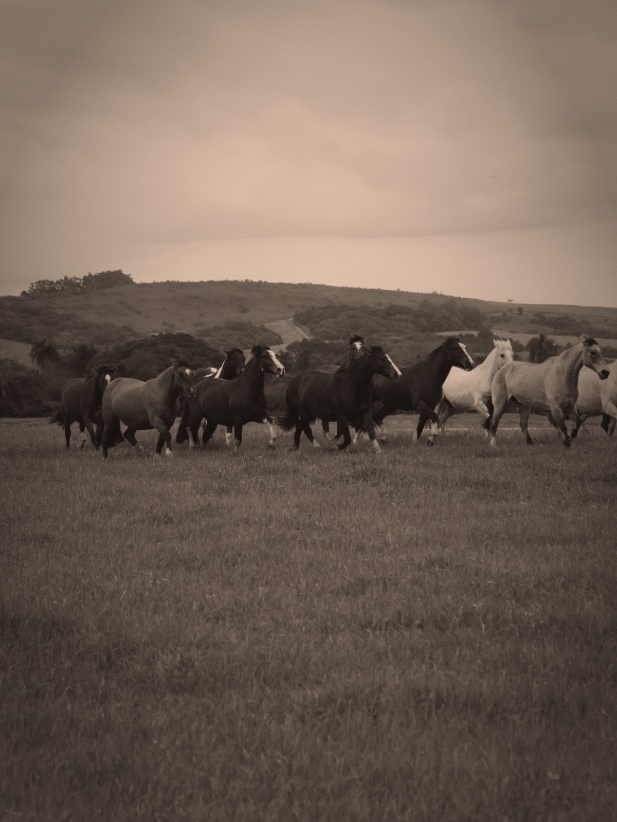 Tropilha Monte Pampero no campo